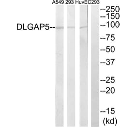 Western Blot - Anti-DLGAP5 Antibody (C15367) - Antibodies.com