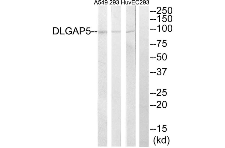 Western Blot - Anti-DLGAP5 Antibody (C15367) - Antibodies.com