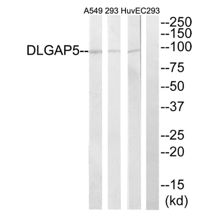 Western Blot - Anti-DLGAP5 Antibody (C15367) - Antibodies.com