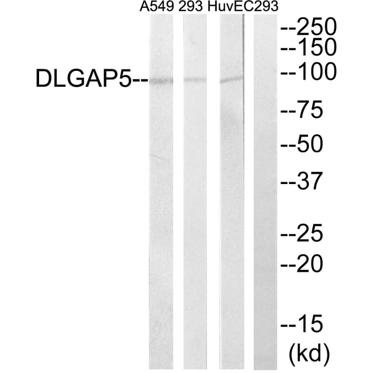 Western Blot - Anti-DLGAP5 Antibody (C15367) - Antibodies.com