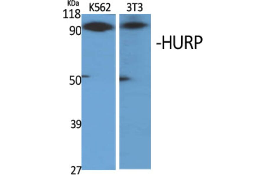 Western Blot - Anti-DLGAP5 Antibody (C15367) - Antibodies.com