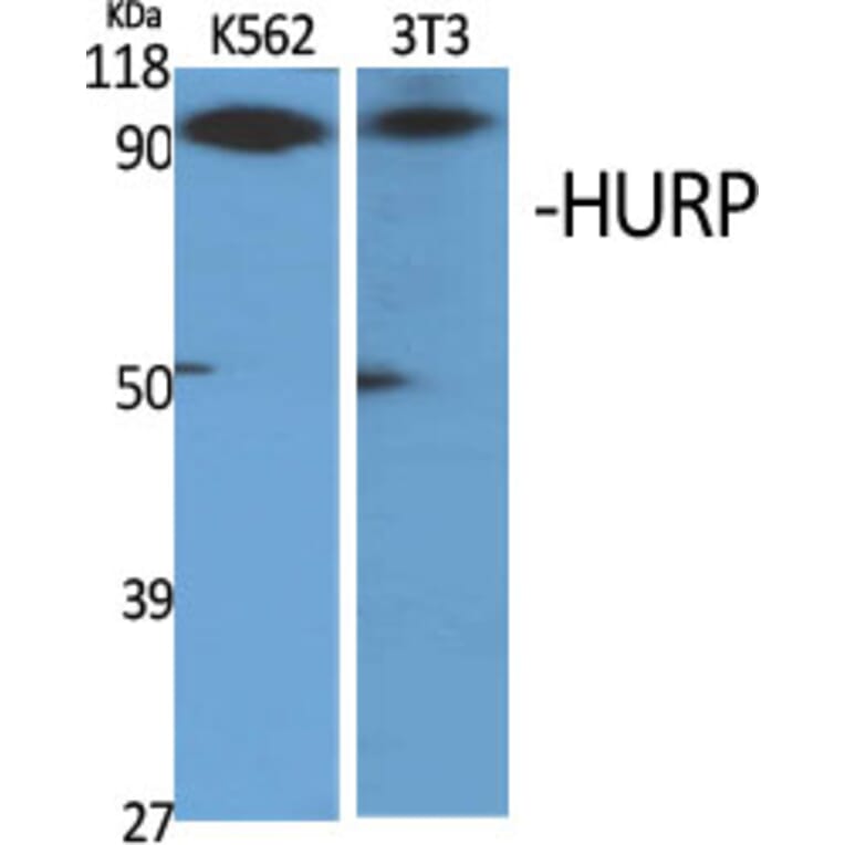 Western Blot - Anti-DLGAP5 Antibody (C15367) - Antibodies.com