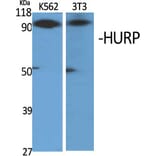 Western Blot - Anti-DLGAP5 Antibody (C15367) - Antibodies.com