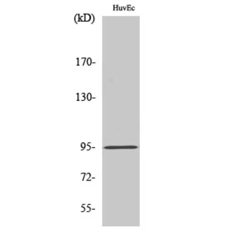 Western Blot - Anti-DLGAP5 Antibody (C15367) - Antibodies.com