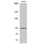 Western Blot - Anti-DLGAP5 Antibody (C15367) - Antibodies.com