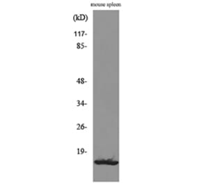 Western Blot - Anti-CXCL13 Antibody (C30177) - Antibodies.com