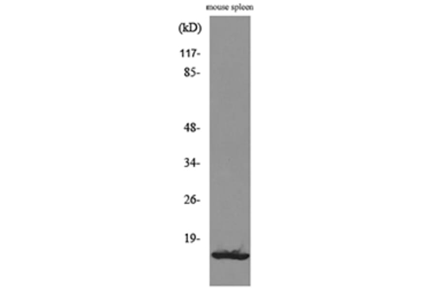 Western Blot - Anti-CXCL13 Antibody (C30177) - Antibodies.com