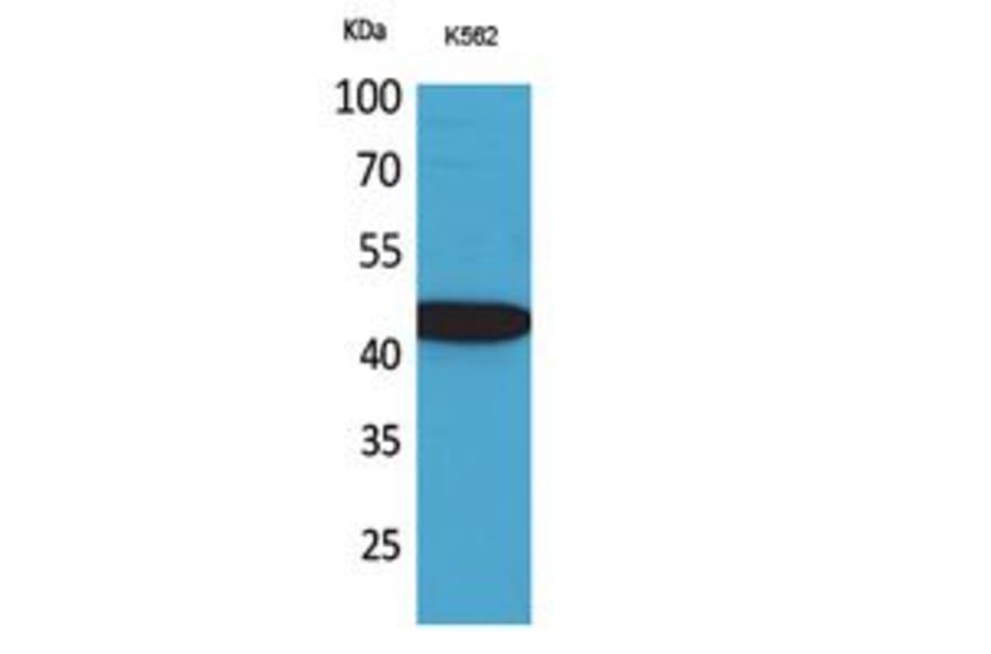 Western Blot - Anti-CX3CL1 Antibody (C30031) - Antibodies.com