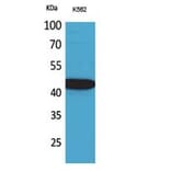 Western Blot - Anti-CX3CL1 Antibody (C30031) - Antibodies.com