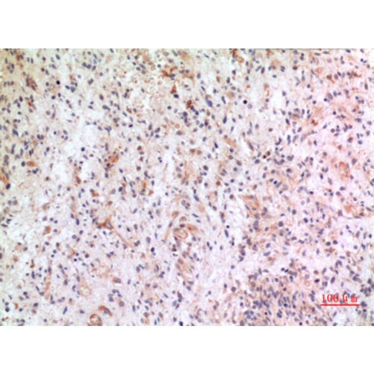 Immunohistochemistry - Anti-CX3CL1 Antibody (C30031) - Antibodies.com