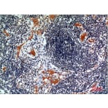 Immunohistochemistry - Anti-CSF2RA Antibody (C30419) - Antibodies.com