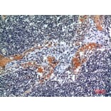 Immunohistochemistry - Anti-CSF2RA Antibody (C30419) - Antibodies.com