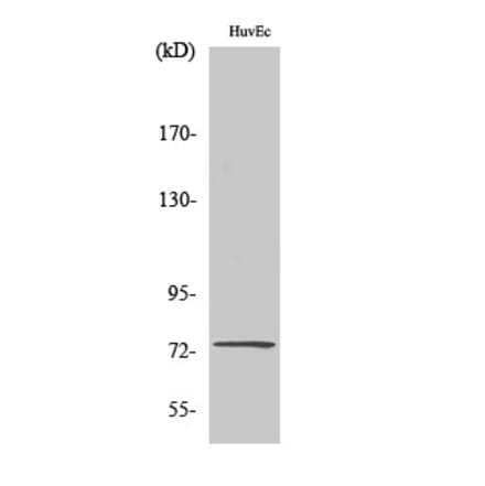 Western Blot - Anti-CLCNKA Antibody (C15083) - Antibodies.com