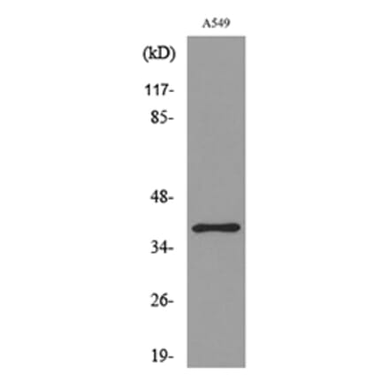 Western Blot - Anti-CGRRF1 Antibody (C30085) - Antibodies.com