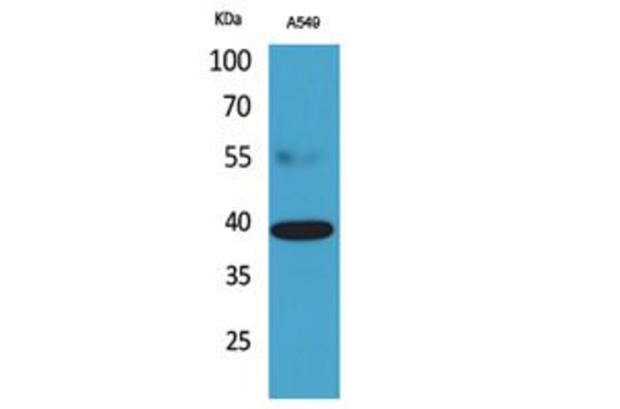 Western Blot - Anti-CGRRF1 Antibody (C30085) - Antibodies.com