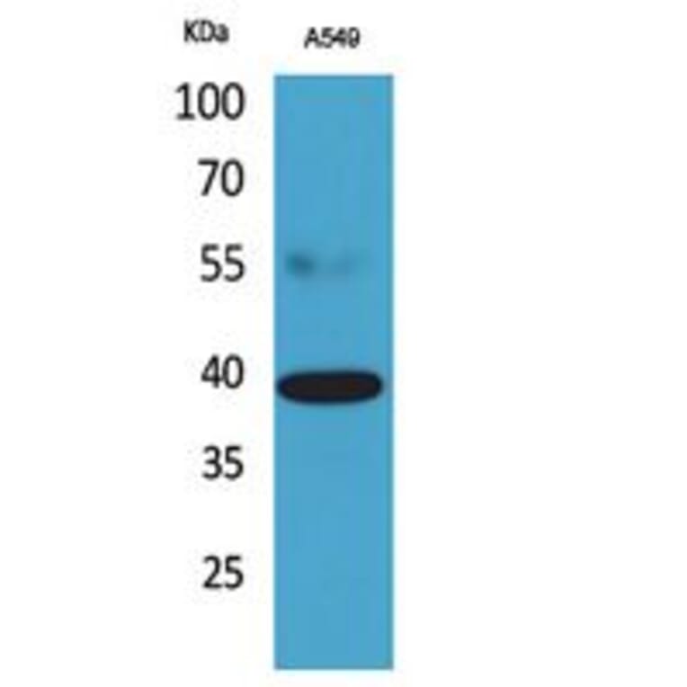 Western Blot - Anti-CGRRF1 Antibody (C30085) - Antibodies.com