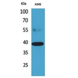 Western Blot - Anti-CGRRF1 Antibody (C30085) - Antibodies.com