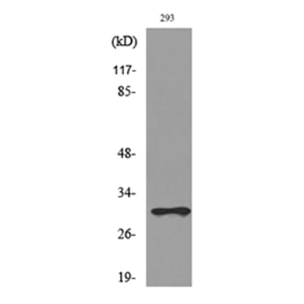 Western Blot - Anti-CGREF1 Antibody (C30194) - Antibodies.com