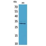 Western Blot - Anti-CGREF1 Antibody (C30194) - Antibodies.com