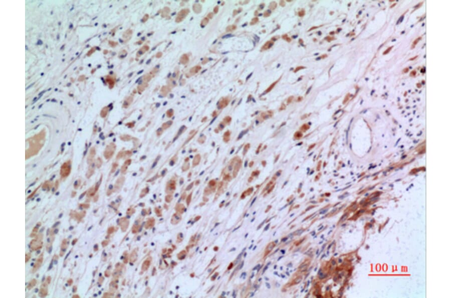 Immunohistochemistry - Anti-CGREF1 Antibody (C30194) - Antibodies.com