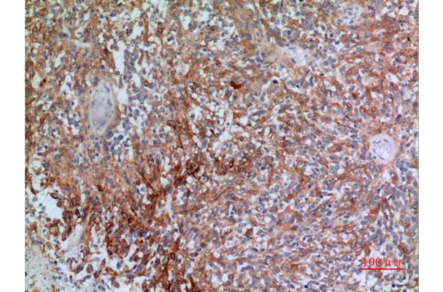 Immunohistochemistry - Anti-CGREF1 Antibody (C30194) - Antibodies.com