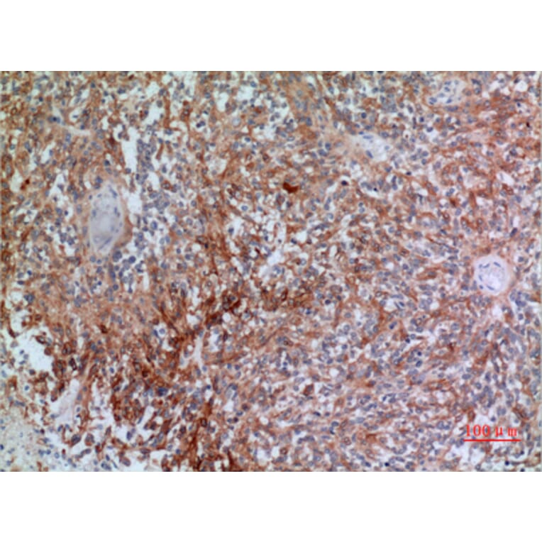 Immunohistochemistry - Anti-CGREF1 Antibody (C30194) - Antibodies.com