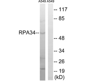 Western Blot - Anti-CD3EAP Antibody (C15463) - Antibodies.com