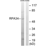 Western Blot - Anti-CD3EAP Antibody (C15463) - Antibodies.com