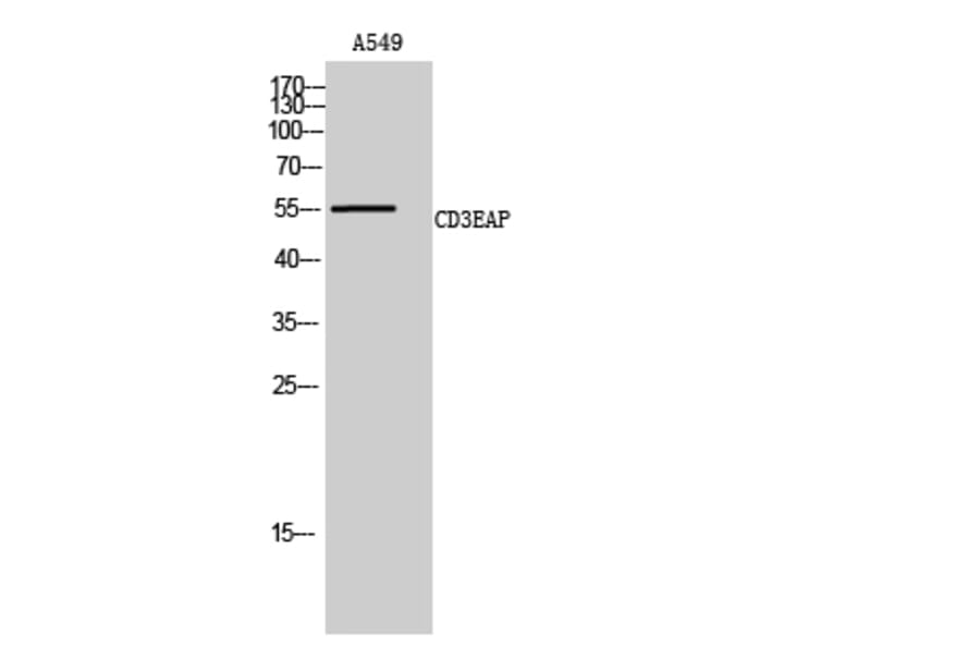 Western Blot - Anti-CD3EAP Antibody (C15463) - Antibodies.com
