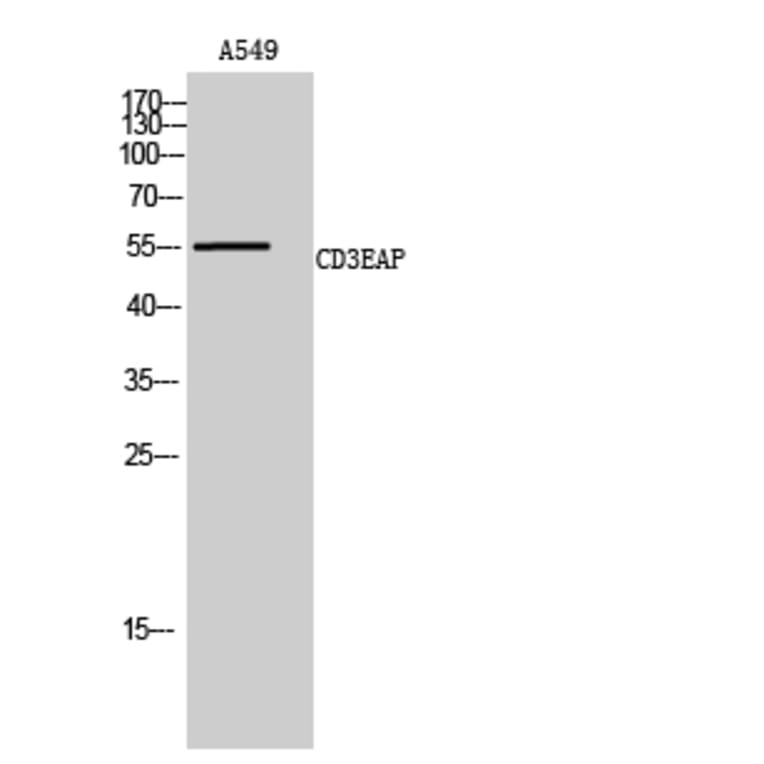 Western Blot - Anti-CD3EAP Antibody (C15463) - Antibodies.com