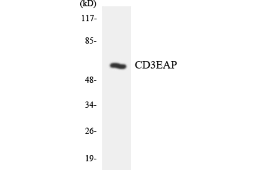 Western Blot - Anti-CD3EAP Antibody (R12-2588) - Antibodies.com