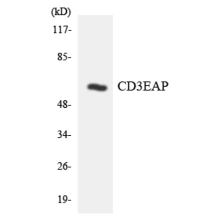 Western Blot - Anti-CD3EAP Antibody (R12-2588) - Antibodies.com