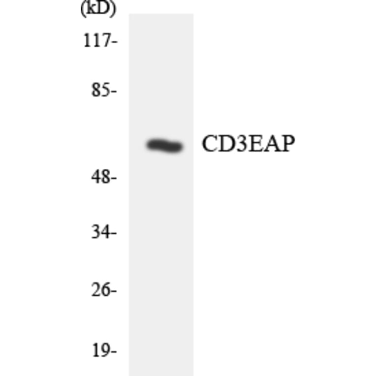 Western Blot - Anti-CD3EAP Antibody (R12-2588) - Antibodies.com