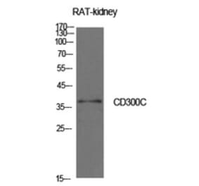 Western Blot - Anti-CD300C Antibody (C30477) - Antibodies.com