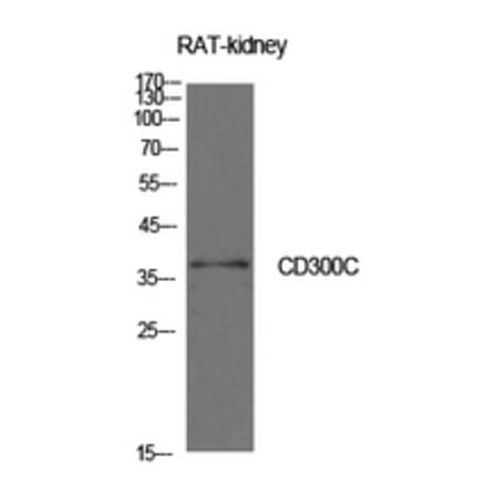 Western Blot - Anti-CD300C Antibody (C30477) - Antibodies.com