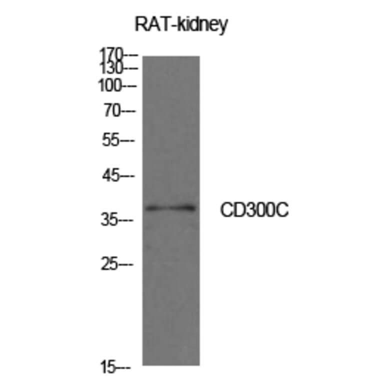 Western Blot - Anti-CD300C Antibody (C30477) - Antibodies.com