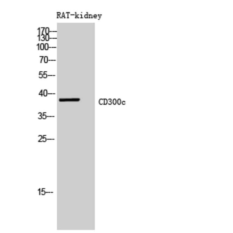 Western Blot - Anti-CD300C Antibody (C30477) - Antibodies.com
