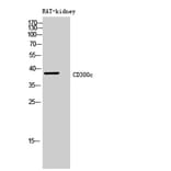 Western Blot - Anti-CD300C Antibody (C30477) - Antibodies.com
