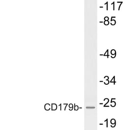 Western Blot - Anti-CD179b Antibody (R12-2066) - Antibodies.com