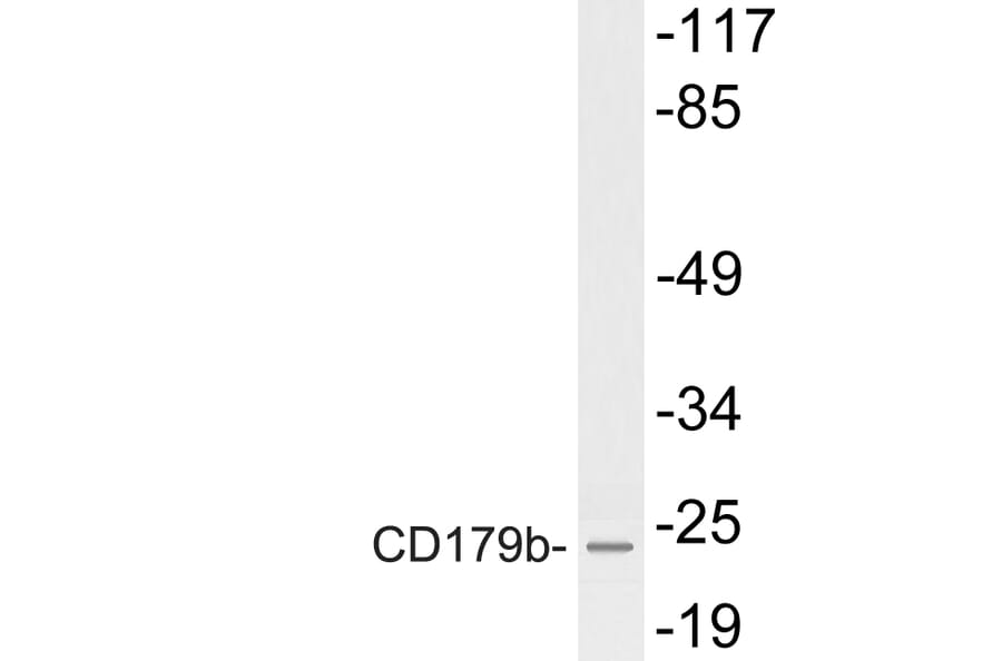 Western Blot - Anti-CD179b Antibody (R12-2066) - Antibodies.com