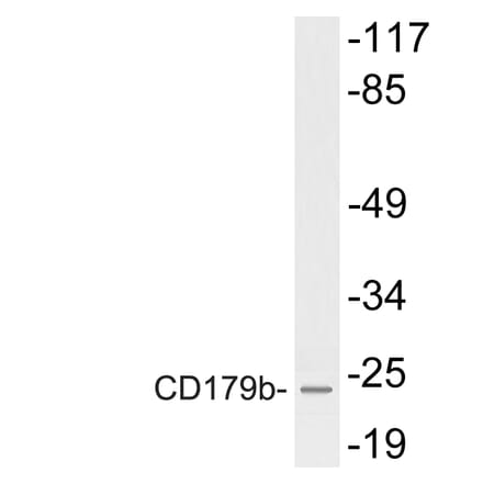 Western Blot - Anti-CD179b Antibody (R12-2066) - Antibodies.com