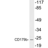 Western Blot - Anti-CD179b Antibody (R12-2066) - Antibodies.com