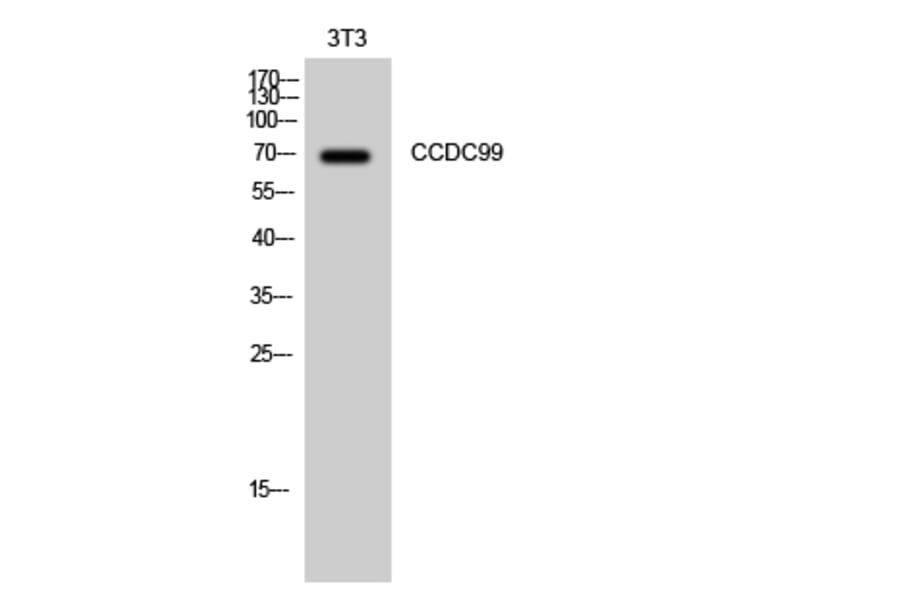 Western Blot - Anti-CCDC99 Antibody (C15193) - Antibodies.com