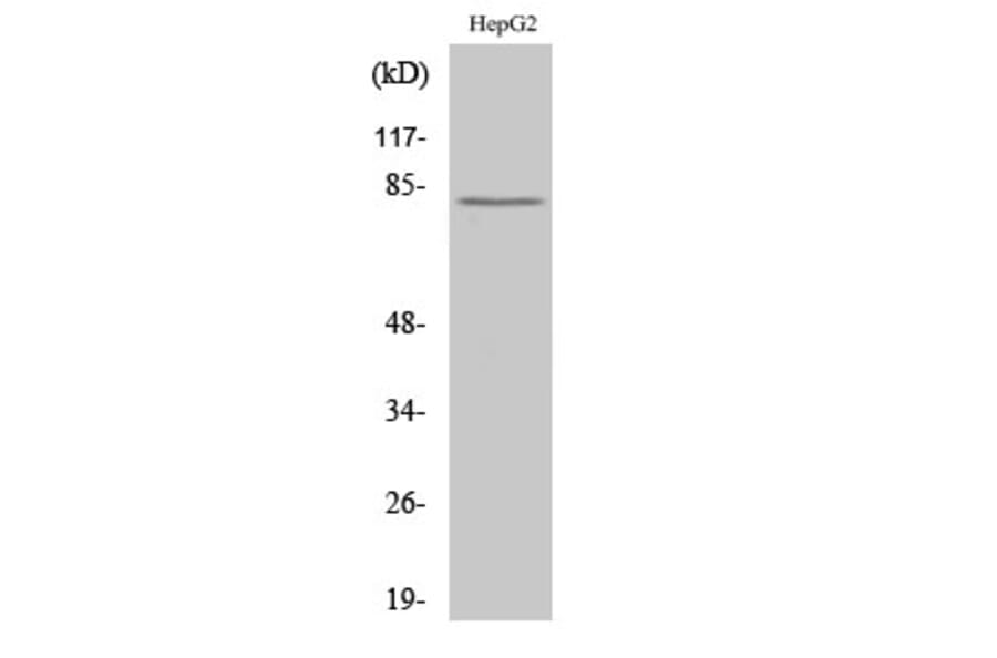 Western Blot - Anti-CAPN11 Antibody (C14869) - Antibodies.com