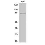 Western Blot - Anti-CAPN11 Antibody (C14869) - Antibodies.com