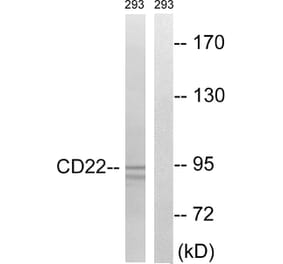 Western Blot - Anti-BL-CAM Antibody (B8230) - Antibodies.com