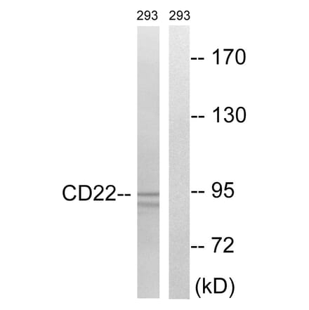 Western Blot - Anti-BL-CAM Antibody (B8230) - Antibodies.com
