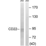 Western Blot - Anti-BL-CAM Antibody (B8230) - Antibodies.com