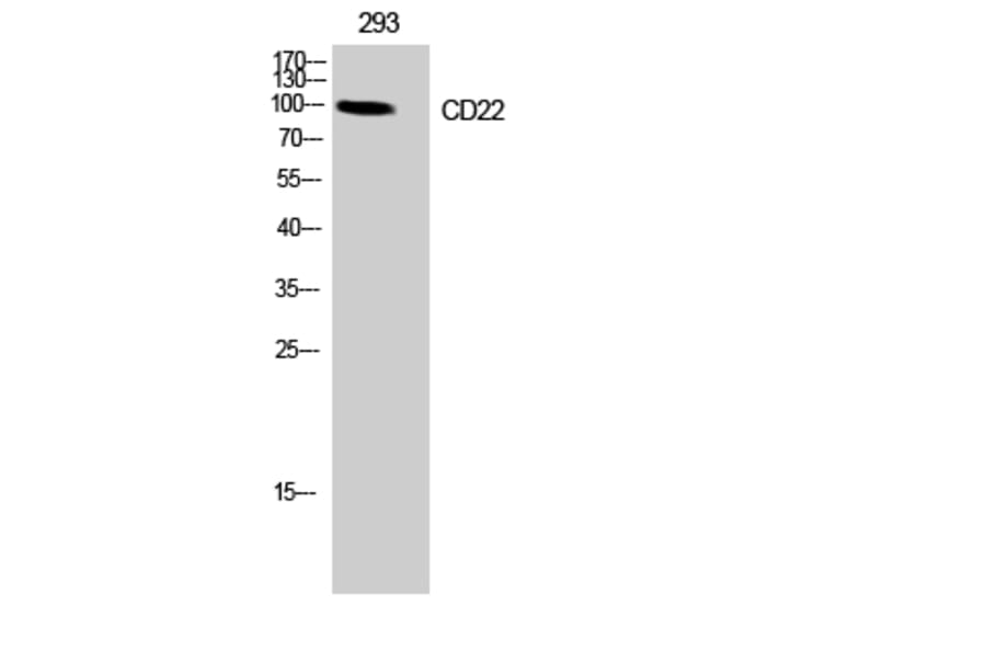 Western Blot - Anti-BL-CAM Antibody (B8230) - Antibodies.com