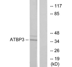 Western Blot - Anti-ATPBD3 Antibody (C11268) - Antibodies.com